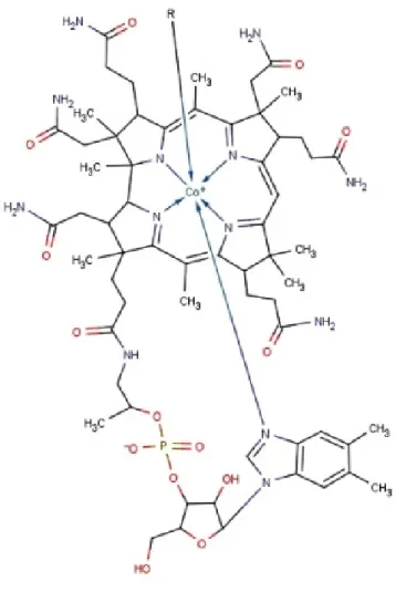 Figure  1.  Chemical  structure  of  vitamin  B 12   (cobalamin).  R  can  be  methyl, 