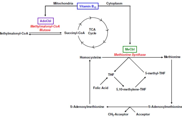Figure  2.  Metabolic  co-factor  roles  of  vitamin  B 12 .  5’-deoxydenosylcobalamin 