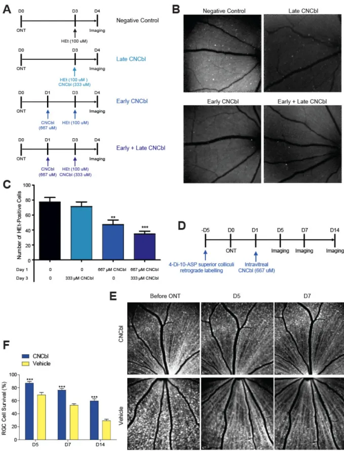Figure 4. Vitamin B12 scavenges superoxide and is neuroprotective in  vivo in rats with unilateral optic nerve transection 