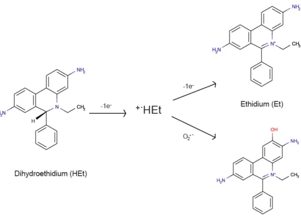 Figure  1.  Chemical  structures  of  dihydroethidium  (HEt)  oxidation  products.  Oxidation occurs in a two step fashion, involving formation of a HEt radical prior  to further oxidation