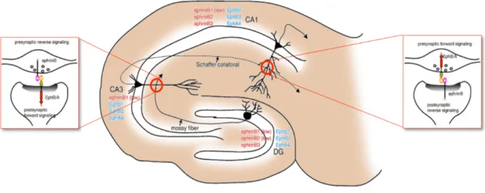 Figure  3.  Localisation  et  direction  de  signalisation  des  Efn  et  Eph  dans  différentes  régions de l'hippocampe chez les mammifères