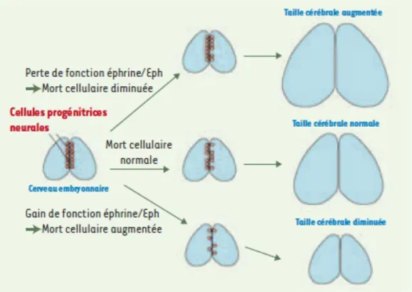 Figure 5. Rôle d’EphA7 dans le contrôle de la taille du cerveau 