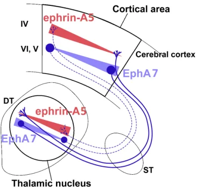 Figure  6.  Modèle  représentant  le  contrôle  de  l'organisation  mutuelle  des  projections  cortico-thalamiques et thalamo-corticales par les gènes EphA7 et EfnA5  
