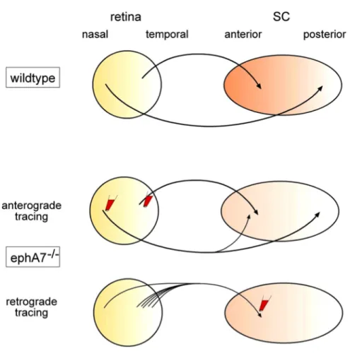 Figure 7. Défauts de ciblage topographique des axones naso-rétiniens chez la  souris  EphA7 -/- 