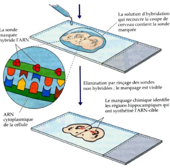 Figure  10.  Détection  de  l’hybridation  in  situ  d’EphA7  par  autoradiographie  à  haute  résolution  