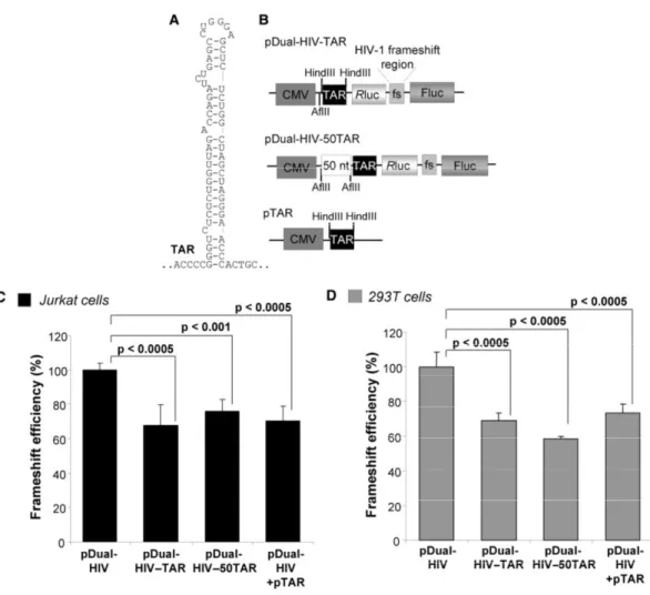 Figure 2-2 : HIV-1 frameshift efficiency decreases when a high amount of TAR is present