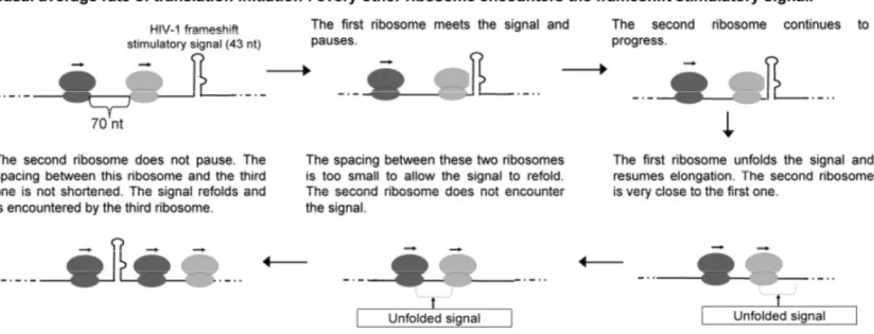 Figure 2-6  : Changes in the rate of translation initiation influence the frameshift efficiency  by modifying the spacing between elongating ribosomes