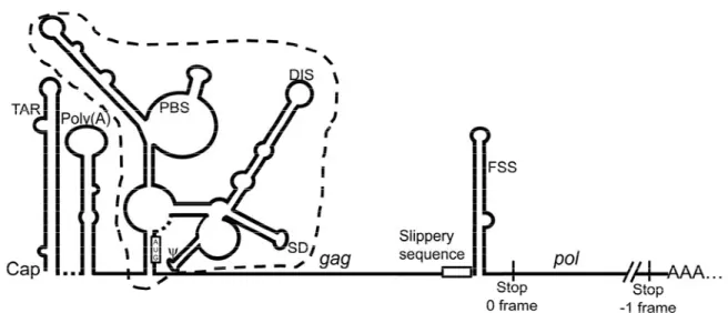 Figure 3-1 : Schematic representation of the 5’UTR and frameshifting region of HIV-1 full- full-length mRNA