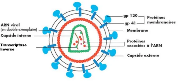 Figure 1 : Structure schématique du VIH-1, adaptée de Greene et al. (Greene and Peterlin 