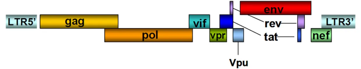 Figure 2 : Structure génomique du VIH, adaptée à partir de Greene et al (Greene and 