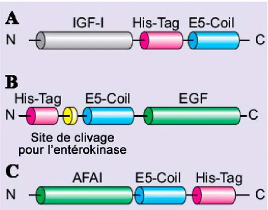 Figure 10 : Représentation schématique des différents ligands qui ont été évalués pour  leur capacité à altérer le tropisme de particules virales