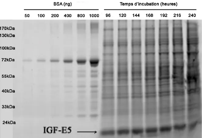 Figure 14 : Expression de l’IGF-E5 des différents clones dans différentes conditions  expérimentales