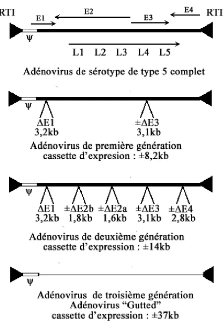 Figure 4 : Structure génomique des différentes générations de vecteurs adénoviraux.  Les différentes structures génomiques adénovirales utilisées dans le cadre des multiples  approches thérapeutiques développées à ce jour