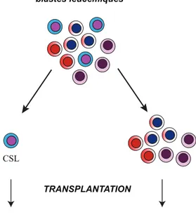 Figure 1.8 Concept de cellule souche  leucémique (CSL). Panneau du haut  : une leucémie est constituée d’une  population cellulaire hétérogène