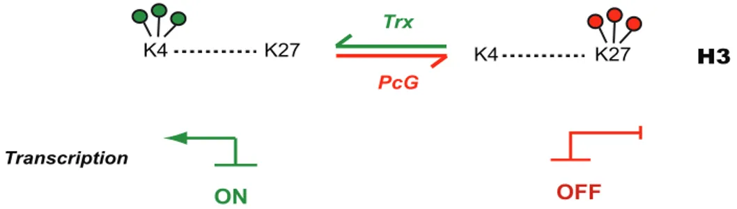 Figure 1.11 Effet des complexes Trithorax (Trx) et Polycomb (PcG) sur la transcription  génique