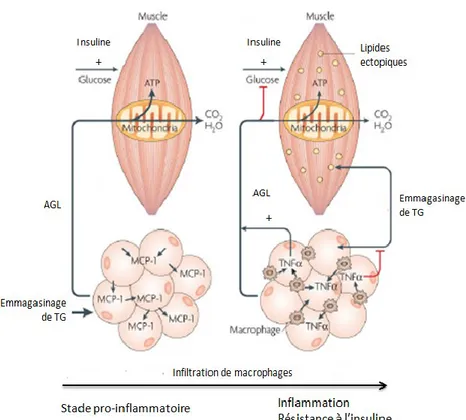 Figure 4. L’inflammation du tissu adipeux engendre la résistance à l’insuline dans le  muscle
