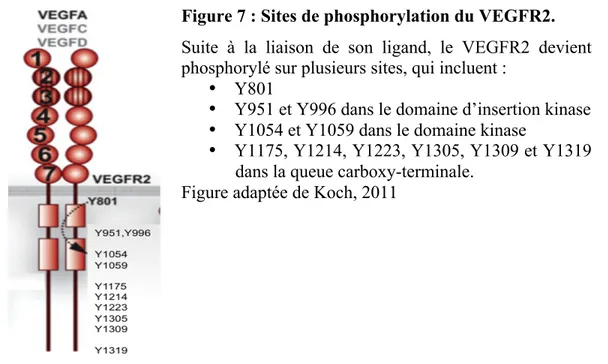 Figure 7 : Sites de phosphorylation du VEGFR2.  Suite  à  la  liaison  de  son  ligand,  le  VEGFR2  devient  phosphorylé sur plusieurs sites, qui incluent : 