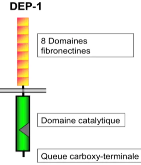 Figure 10 : Structure  moléculaire de DEP-1. 