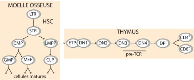 Figure 1.1 Schéma de l’hématopoïèse.  
