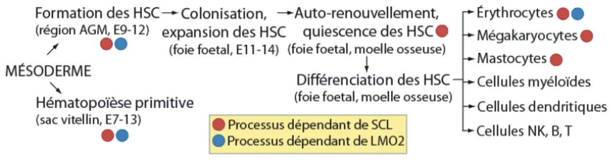 Figure 1.2 Fonctions de SCL et LMO2 dans le système hématopoïétique 