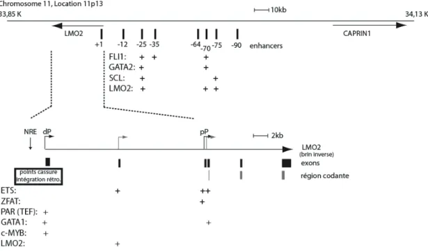 Figure 1.3 Organisation du locus LMO2 chez l’humain 