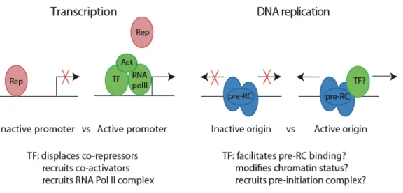 Figure 2.1 Parallel between transcription factor activity and origin activity. 