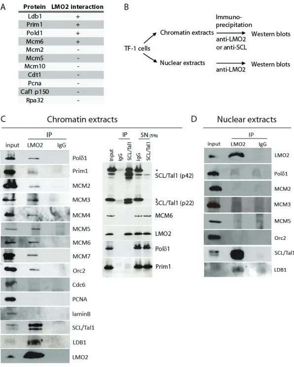 Figure 3.1 LMO2 interacts with DNA replication proteins in chromatin 