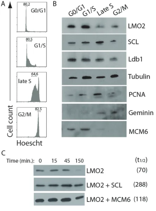 Figure 3.2 LMO2 protein levels are regulated during the cell cycle.  