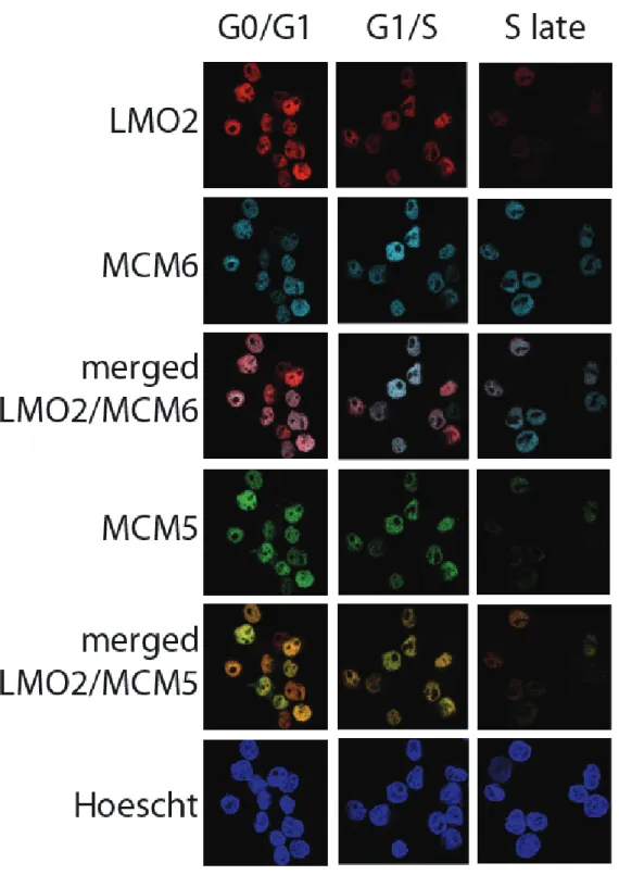 Figure 3.3 LMO2 colocalizes with MCM5 and MCM6 in the nuclei of TF-1 cells,  during G0/G1 and the G1/S transition 