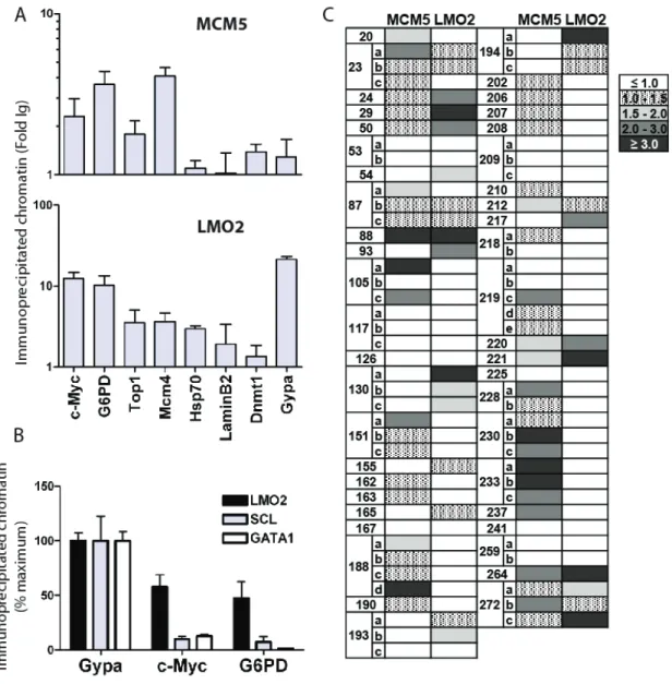 Figure 3.4 LMO2 and MCM5 occupy DNA replication origins  