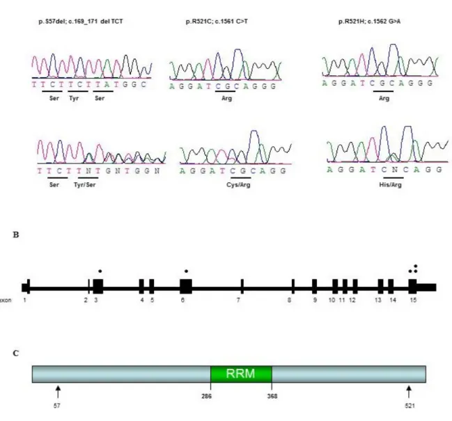 Figure 1 Sequence traces and position of mutations in FUS 
