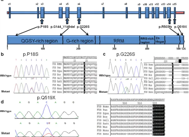 Figure 3. Position of the P18S, G226S and Q519X mutations in FUS gene, sequence traces  and across species conservation 