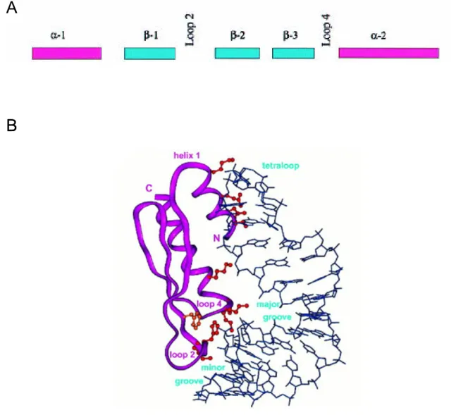 FIGURE 14 : Domaine de liaison à l’ARN double-brin (dsRBD) 