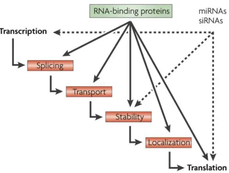 FIGURE 1  : Interrelation entre les différentes voies de régulation post- post-transcriptionnelle 