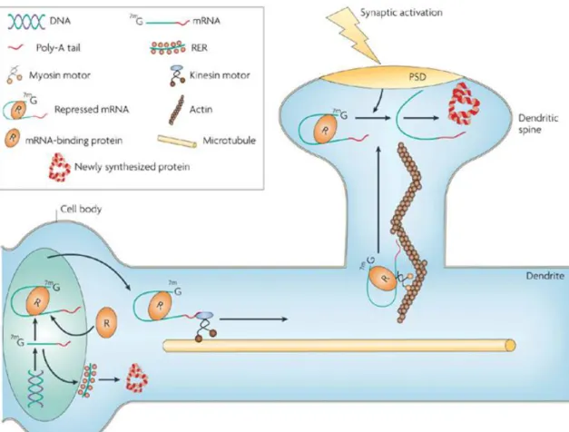 FIGURE 8 : Modèle de localisation d’ARNm dans un neurone de mammifère 