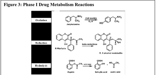 Figure 3: Phase I Drug Metabolism Reactions 