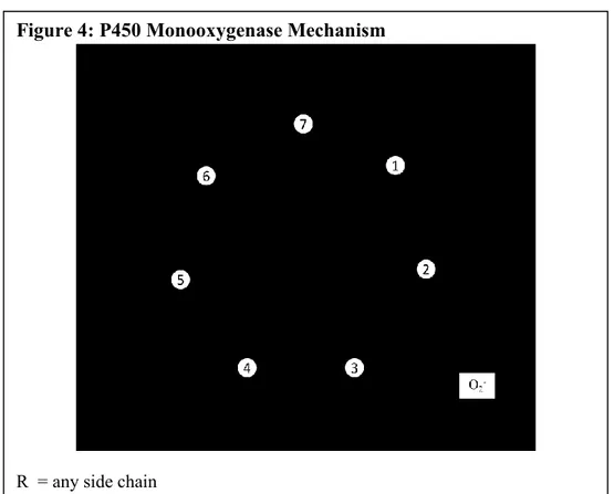 Figure 4: P450 Monooxygenase Mechanism 