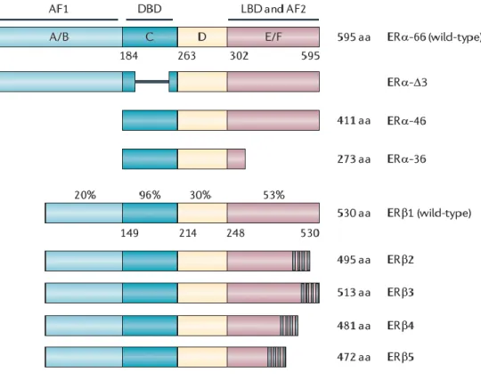 Figure  1  Représentation  des  différents  isoformes  du  REα  et  REβ.  Extraite  de  la 