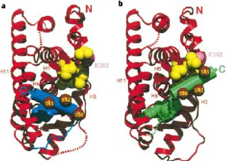 Figure 3 Structure du LBD du REα déterminée aux rayons X. 