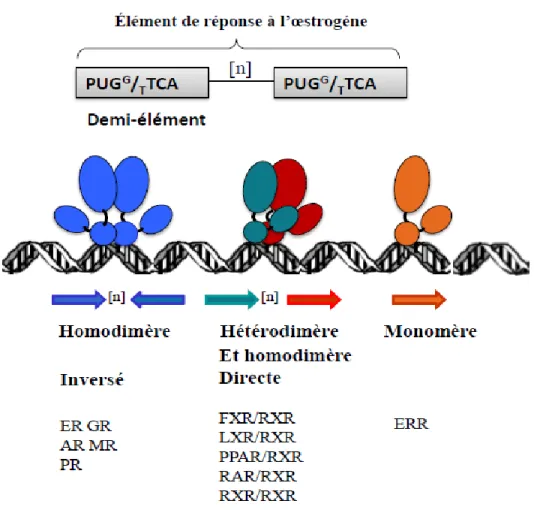 Figure 5 Différents types d’éléments de réponse à l’œstrogène reconnus par le RE. 