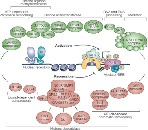 Figure 6 Représentation des différents coactivateurs et corépresseurs impliqués dans  l’activité transcriptionnelle du RE