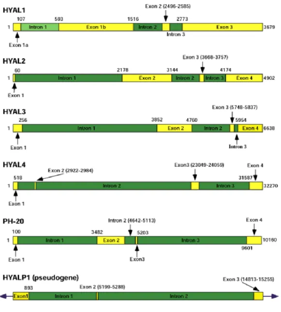 Figure 10 Les gènes codants les hyaluronidases humaines. 