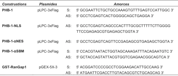 Tableau III :  Séquence nucléotidiques des amorces utilisées pour la construction  des différentes protéines fusions nécessaires aux essais de sumoylation in  vitro  ainsi que pour la surexpression de protéines