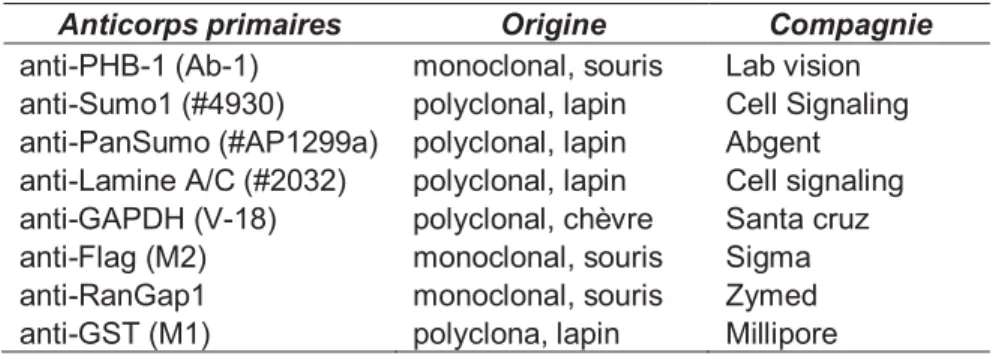 Tableau IV :  Anticorps utilisés pour les immunobuvardages de type Western 