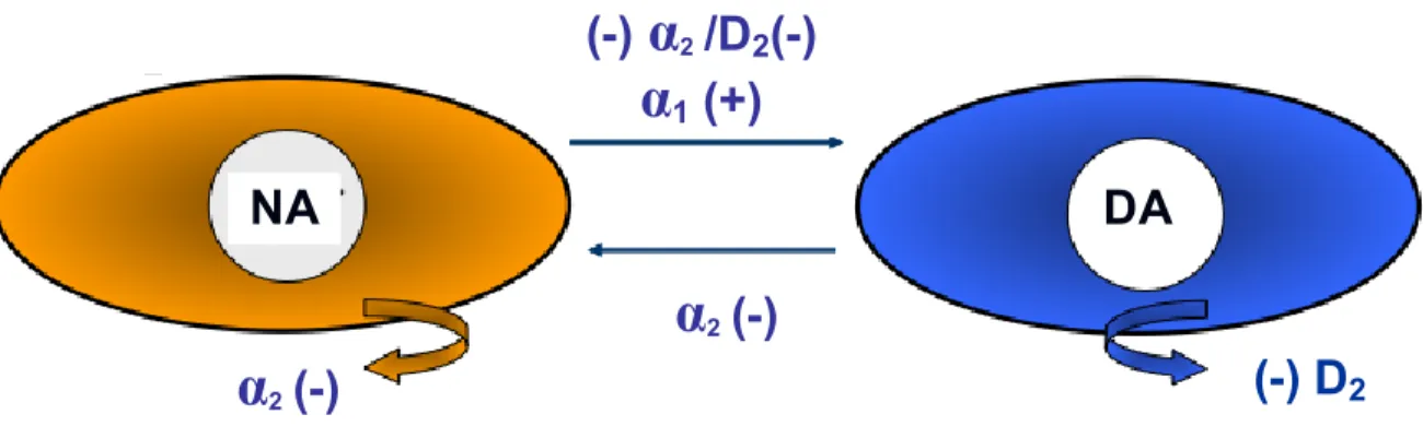Figure 7. Représentation schématique des interactions Noradrénaline-Dopamine. 
