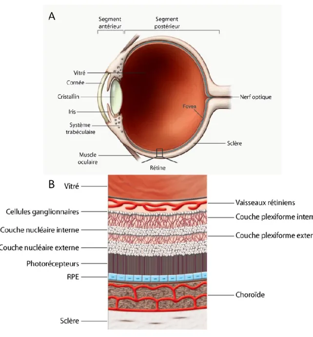 Figure  1.  Structure  de  l'œil.  L’œil  comprend  2  segments:  antérieur  et  postérieur