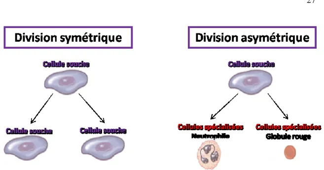 Figure  5.  Division  cellulaire  de  cellules  souches.    Une  cellule  souche  est  une  cellule  qui  peut  s’auto- s’auto-renouveler  ainsi  que  se  différencier  en  divers  sous-types  cellulaires