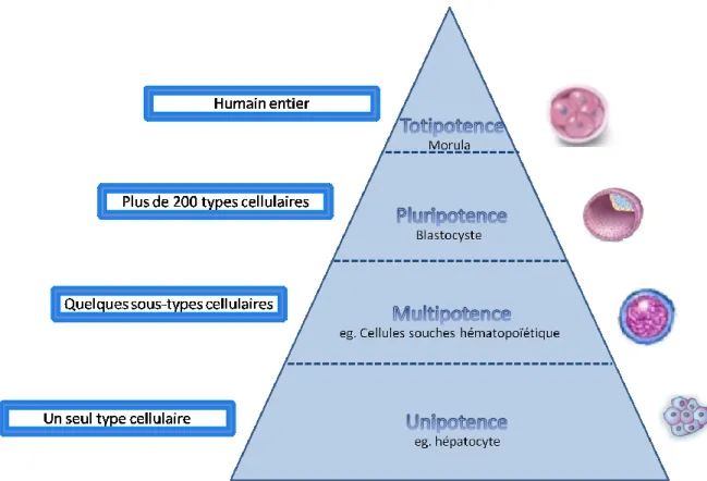 Figure  6.    Potentiel  de  différenciation  des  cellules.    Les  cellules  peuvent  être  catégorisées  selon  leur  potentiel de différentiation