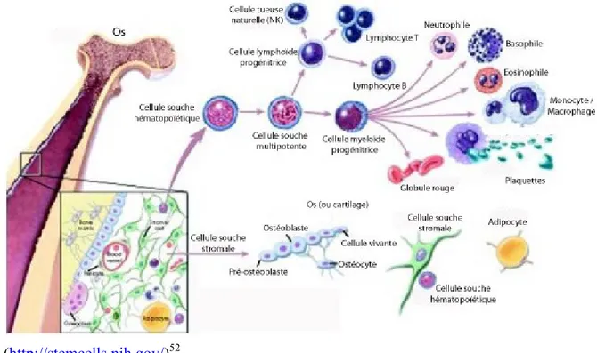 Figure 8. Cellules de la moelle.  La moelle osseuse contient deux types de cellules souches: les cellules  souches hématopoïétiques (HSC) et les cellules souches stromales mésenchymateuses (MSC)