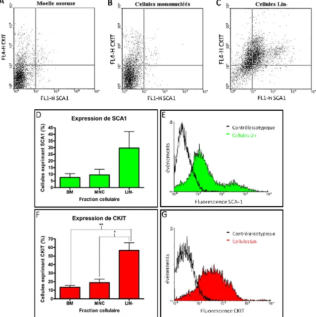 Figure 10. Expression de marqueurs HSC.  Une analyse par FACS a été effectuée en utilisant les anticorps  SCA1  (A  et  B)  et  CKIT  (C  et  D)  conjugués  aux  fluorochromes  FITC  et  APC  respectivement